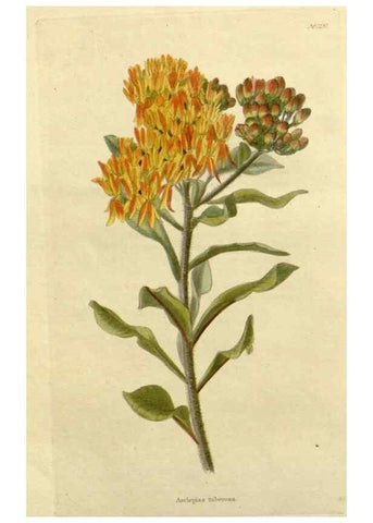 Reproducción/Reproduction 48783205322: The botanical cabinet. London :John & Arthur Arch ...,1817-1833.. 