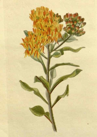 Reproducción/Reproduction 48783205322: The botanical cabinet. London :John & Arthur Arch ...,1817-1833.. 