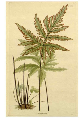 Reproducción/Reproduction 48783038901: The botanical cabinet. London :John & Arthur Arch ...,1817-1833.. 