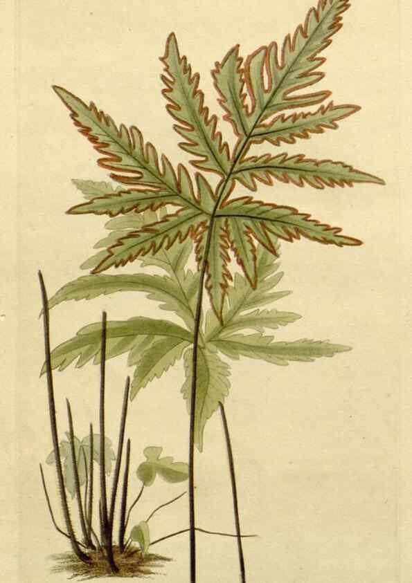Reproducción/Reproduction 48783038901: The botanical cabinet. London :John & Arthur Arch ...,1817-1833.. 