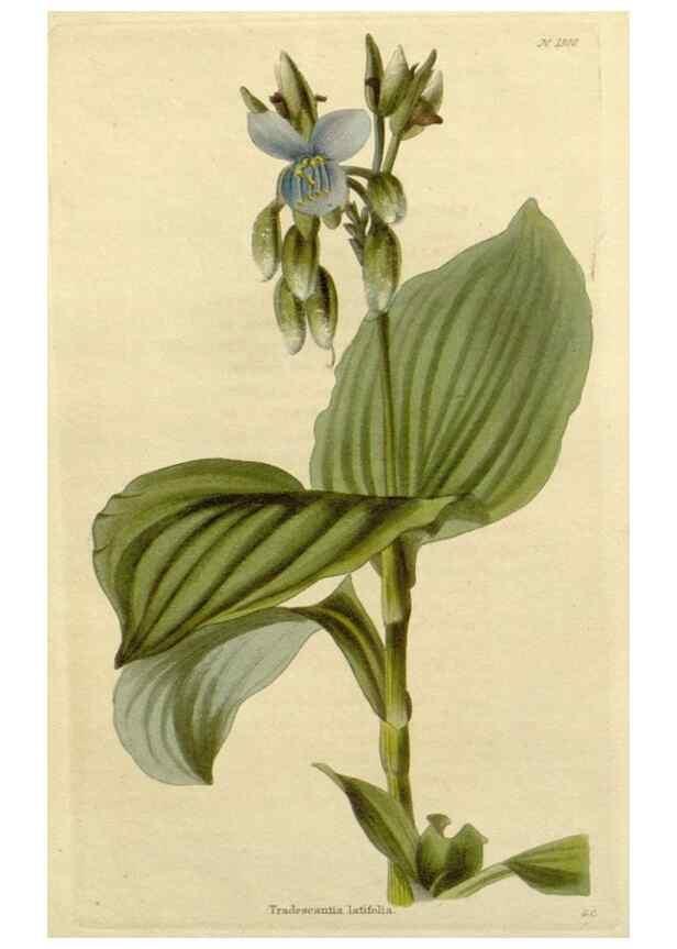 Reproducción/Reproduction 48782675253: The botanical cabinet. London :John & Arthur Arch ...,1817-1833.. 