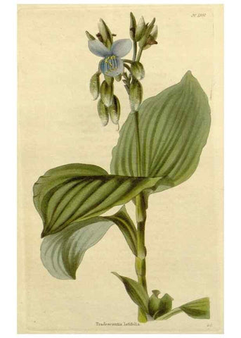 Reproducción/Reproduction 48782675253: The botanical cabinet. London :John & Arthur Arch ...,1817-1833.. 