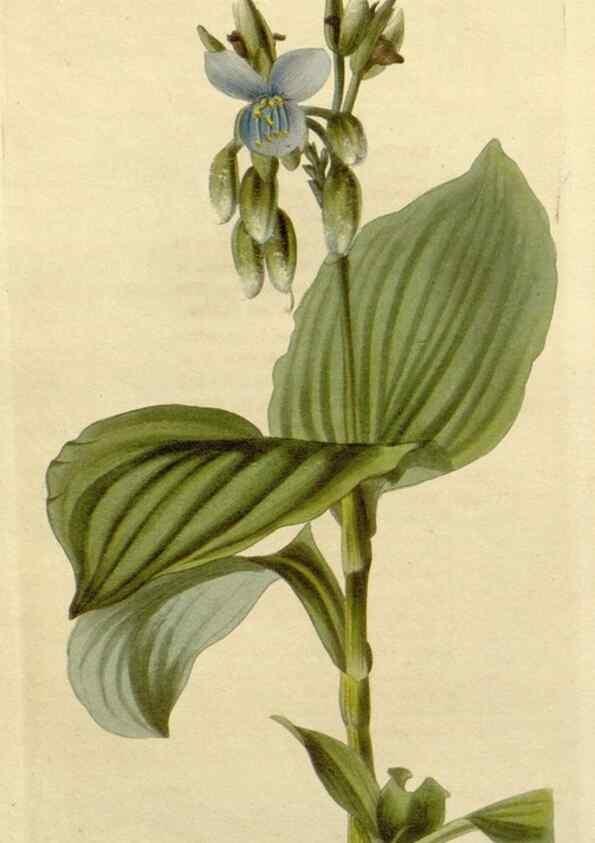 Reproducción/Reproduction 48782675253: The botanical cabinet. London :John & Arthur Arch ...,1817-1833.. 