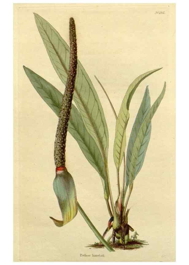 Reproducción/Reproduction 48783041176: The botanical cabinet. London :John & Arthur Arch ...,1817-1833.. 