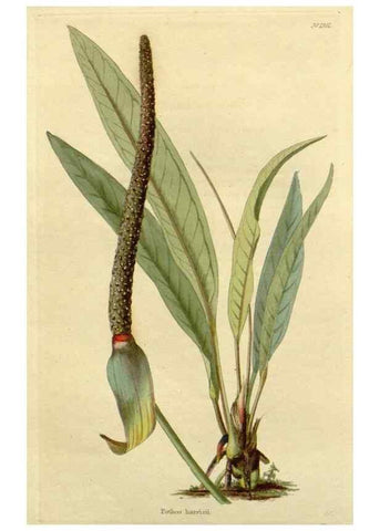 Reproducción/Reproduction 48783041176: The botanical cabinet. London :John & Arthur Arch ...,1817-1833.. 
