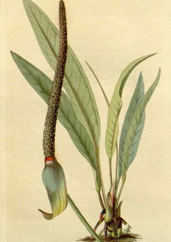 Reproducción/Reproduction 48783041176: The botanical cabinet. London :John & Arthur Arch ...,1817-1833.. 