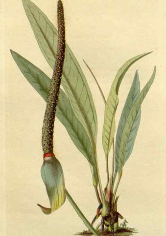 Reproducción/Reproduction 48783041176: The botanical cabinet. London :John & Arthur Arch ...,1817-1833.. 