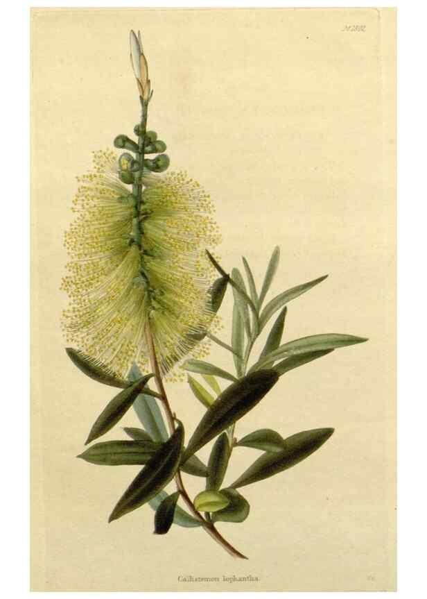 Reproducción/Reproduction 48783209282: The botanical cabinet. London :John & Arthur Arch ...,1817-1833.. 