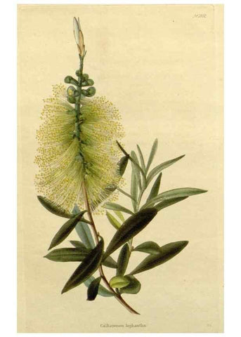 Reproducción/Reproduction 48783209282: The botanical cabinet. London :John & Arthur Arch ...,1817-1833.. 