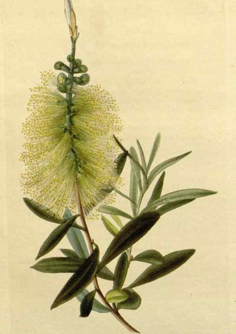 Reproducción/Reproduction 48783209282: The botanical cabinet. London :John & Arthur Arch ...,1817-1833.. 