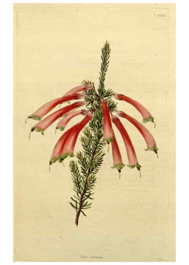 Reproducción/Reproduction 48783210102: The botanical cabinet. London :John & Arthur Arch ...,1817-1833.. 