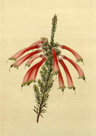 Reproducción/Reproduction 48783210102: The botanical cabinet. London :John & Arthur Arch ...,1817-1833.. 