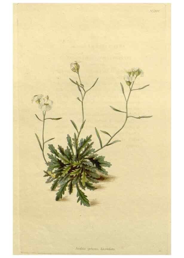 Reproducción/Reproduction 48782678853: The botanical cabinet. London :John & Arthur Arch ...,1817-1833.. 