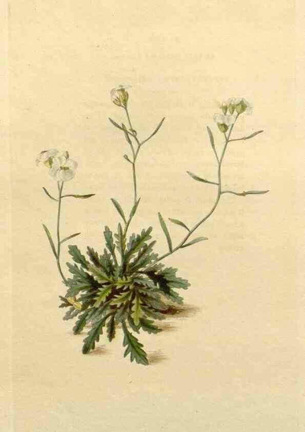 Reproducción/Reproduction 48782678853: The botanical cabinet. London :John & Arthur Arch ...,1817-1833.. 