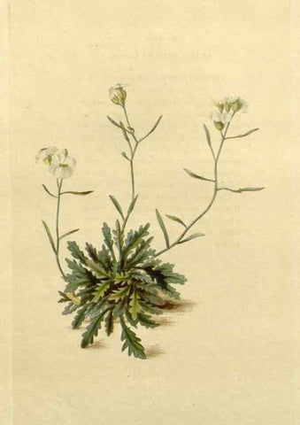 Reproducción/Reproduction 48782678853: The botanical cabinet. London :John & Arthur Arch ...,1817-1833.. 