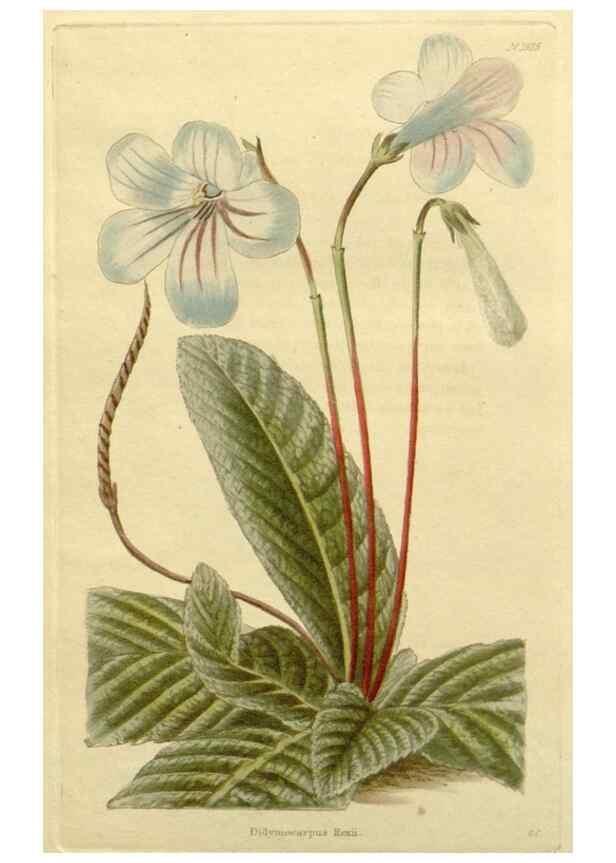 Reproducción/Reproduction 48783044276: The botanical cabinet. London :John & Arthur Arch ...,1817-1833.. 