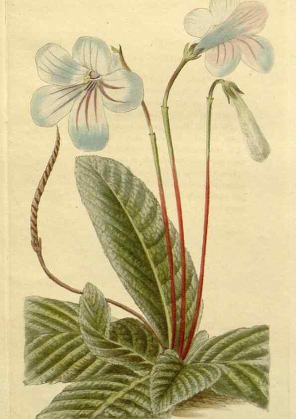 Reproducción/Reproduction 48783044276: The botanical cabinet. London :John & Arthur Arch ...,1817-1833.. 