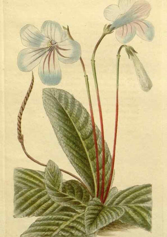 Reproducción/Reproduction 48783044276: The botanical cabinet. London :John & Arthur Arch ...,1817-1833.. 