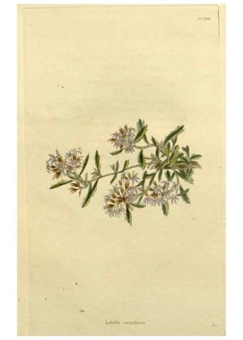 Reproducción/Reproduction 48783205782: The botanical cabinet. London :John & Arthur Arch ...,1817-1833.. 