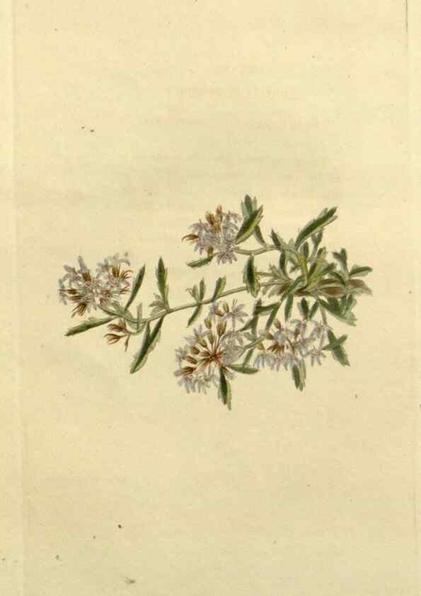 Reproducción/Reproduction 48783205782: The botanical cabinet. London :John & Arthur Arch ...,1817-1833.. 