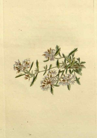 Reproducción/Reproduction 48783205782: The botanical cabinet. London :John & Arthur Arch ...,1817-1833.. 