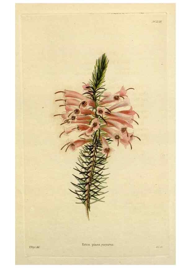 Reproducción/Reproduction 48782963256: The botanical cabinet. London :John & Arthur Arch ...,1817-1833.. 