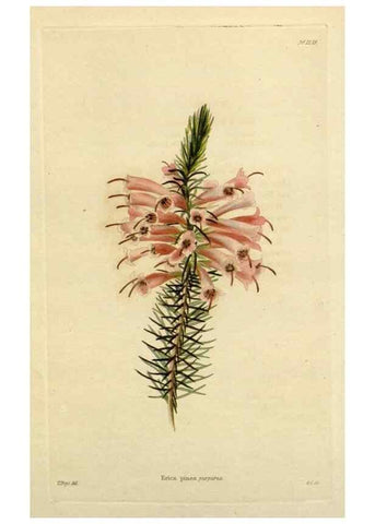 Reproducción/Reproduction 48782963256: The botanical cabinet. London :John & Arthur Arch ...,1817-1833.. 