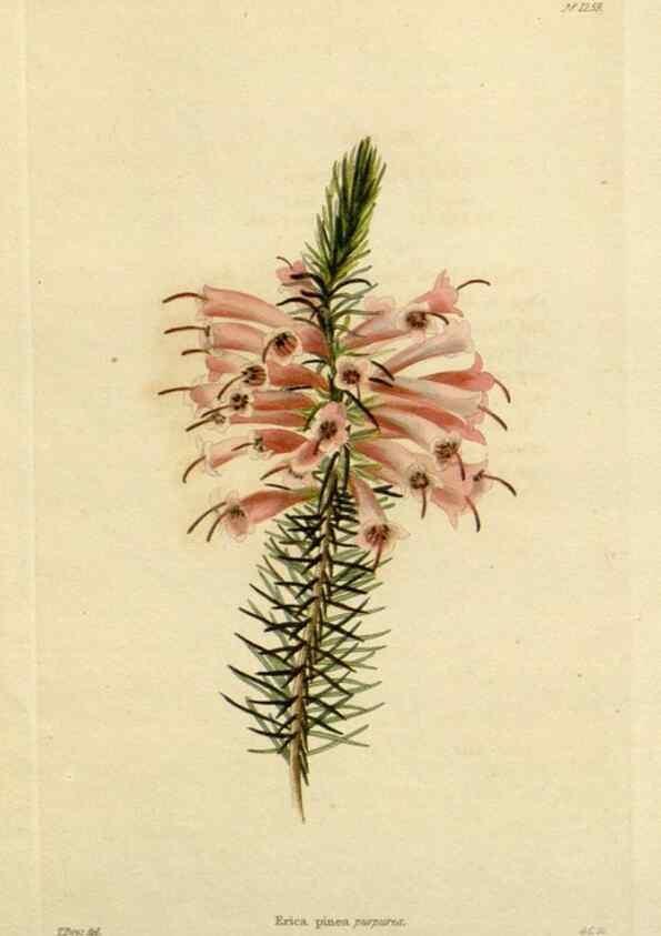 Reproducción/Reproduction 48782963256: The botanical cabinet. London :John & Arthur Arch ...,1817-1833.. 