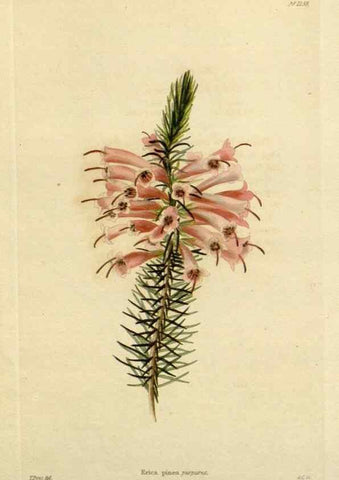 Reproducción/Reproduction 48782963256: The botanical cabinet. London :John & Arthur Arch ...,1817-1833.. 