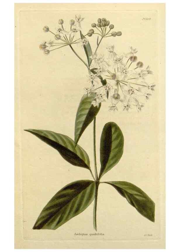 Reproducción/Reproduction 48782962836: The botanical cabinet. London :John & Arthur Arch ...,1817-1833.. 