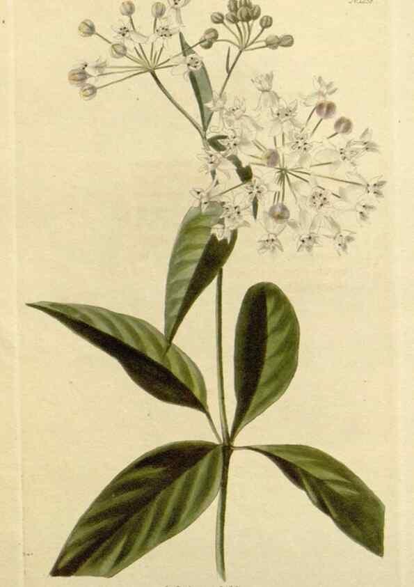 Reproducción/Reproduction 48782962836: The botanical cabinet. London :John & Arthur Arch ...,1817-1833.. 
