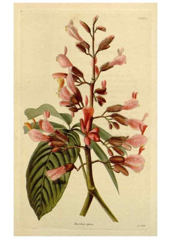 Reproducción/Reproduction 48782597038: The botanical cabinet. London :John & Arthur Arch ...,1817-1833.. 