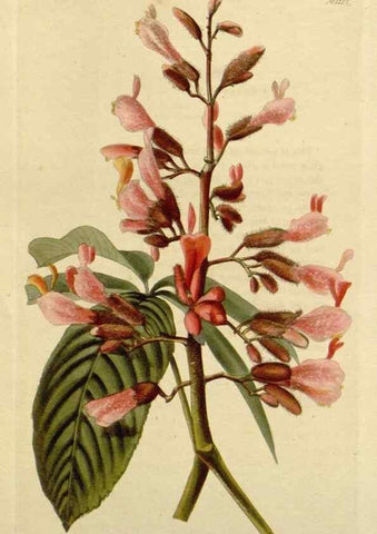 Reproducción/Reproduction 48782597038: The botanical cabinet. London :John & Arthur Arch ...,1817-1833.. 