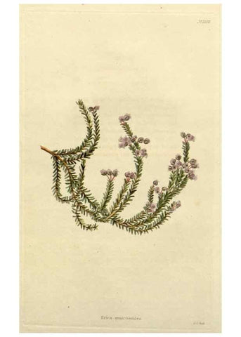 Reproducción/Reproduction 48782563723: The botanical cabinet. London :John & Arthur Arch ...,1817-1833.. 
