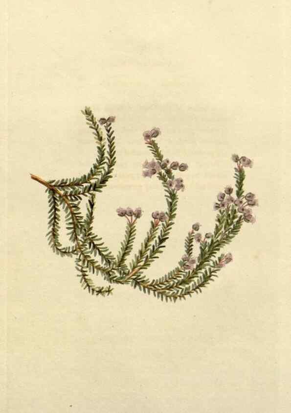 Reproducción/Reproduction 48782563723: The botanical cabinet. London :John & Arthur Arch ...,1817-1833.. 