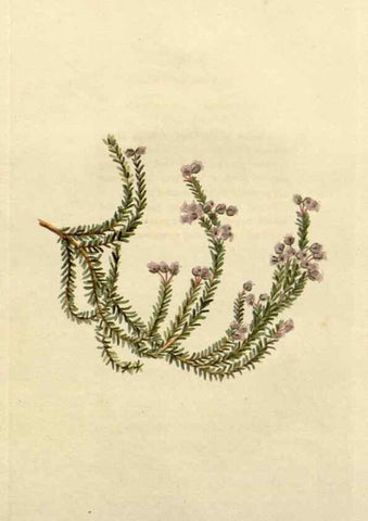 Reproducción/Reproduction 48782563723: The botanical cabinet. London :John & Arthur Arch ...,1817-1833.. 