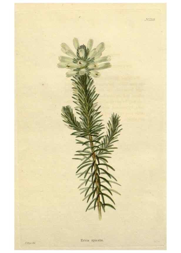 Reproducción/Reproduction 48782929201: The botanical cabinet. London :John & Arthur Arch ...,1817-1833.. 