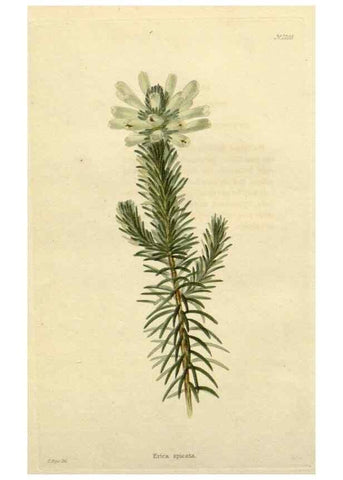 Reproducción/Reproduction 48782929201: The botanical cabinet. London :John & Arthur Arch ...,1817-1833.. 