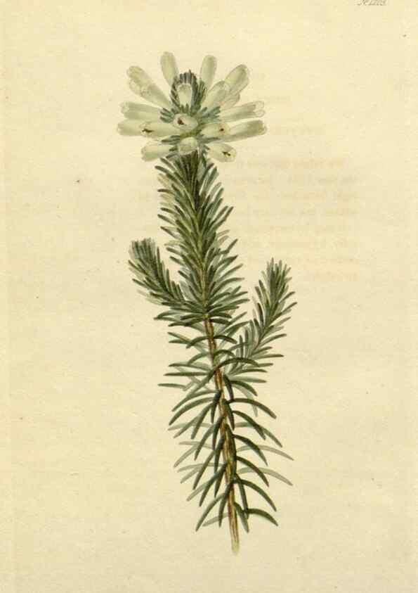 Reproducción/Reproduction 48782929201: The botanical cabinet. London :John & Arthur Arch ...,1817-1833.. 