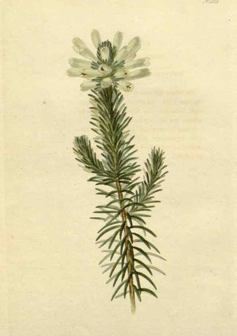 Reproducción/Reproduction 48782929201: The botanical cabinet. London :John & Arthur Arch ...,1817-1833.. 