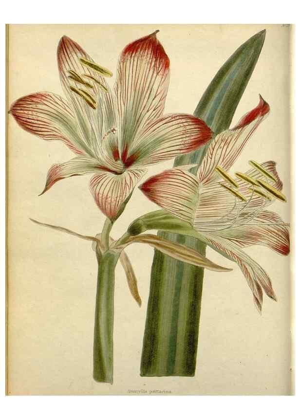 Reproducción/Reproduction 48782929636: The botanical cabinet. London :John & Arthur Arch ...,1817-1833.. 