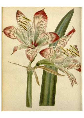 Reproducción/Reproduction 48782929636: The botanical cabinet. London :John & Arthur Arch ...,1817-1833.. 