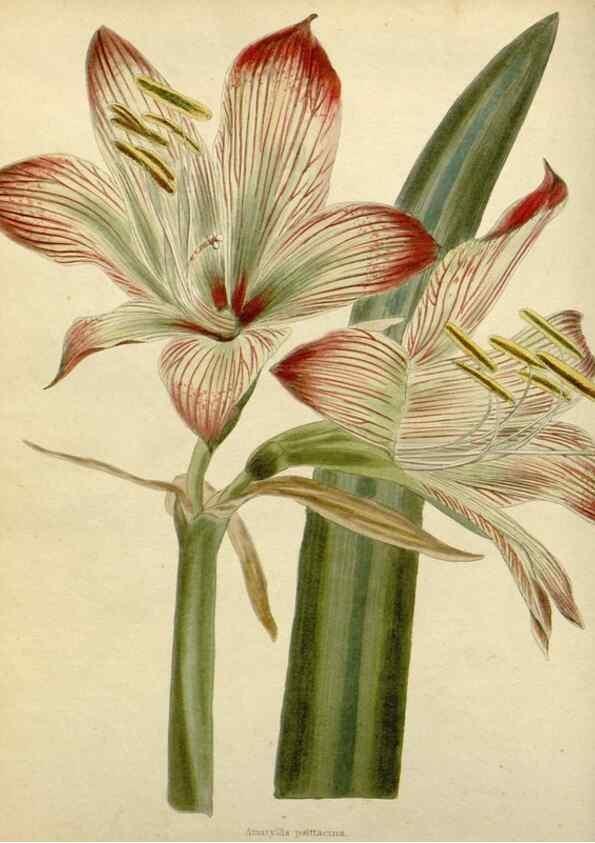 Reproducción/Reproduction 48782929636: The botanical cabinet. London :John & Arthur Arch ...,1817-1833.. 