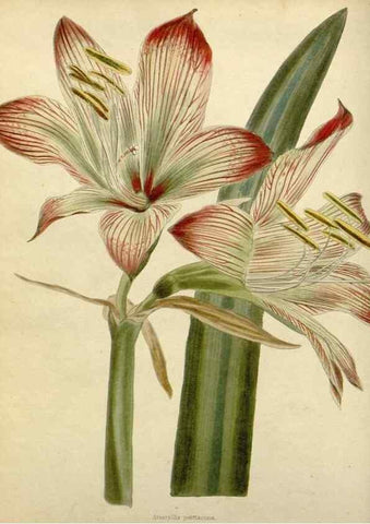 Reproducción/Reproduction 48782929636: The botanical cabinet. London :John & Arthur Arch ...,1817-1833.. 
