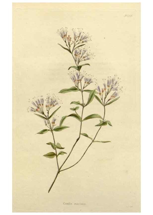 Reproducción/Reproduction 48783098232: The botanical cabinet. London :John & Arthur Arch ...,1817-1833.. 