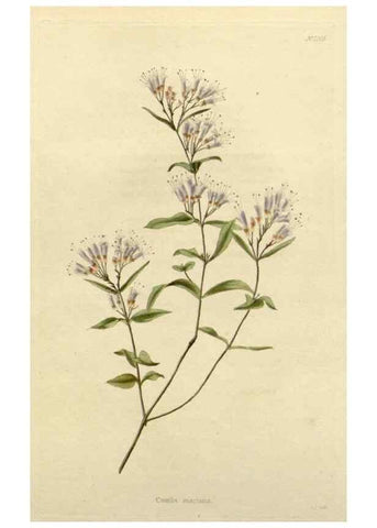 Reproducción/Reproduction 48783098232: The botanical cabinet. London :John & Arthur Arch ...,1817-1833.. 