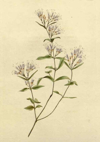 Reproducción/Reproduction 48783098232: The botanical cabinet. London :John & Arthur Arch ...,1817-1833.. 