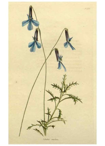 Reproducción/Reproduction 48783098702: The botanical cabinet. London :John & Arthur Arch ...,1817-1833.. 
