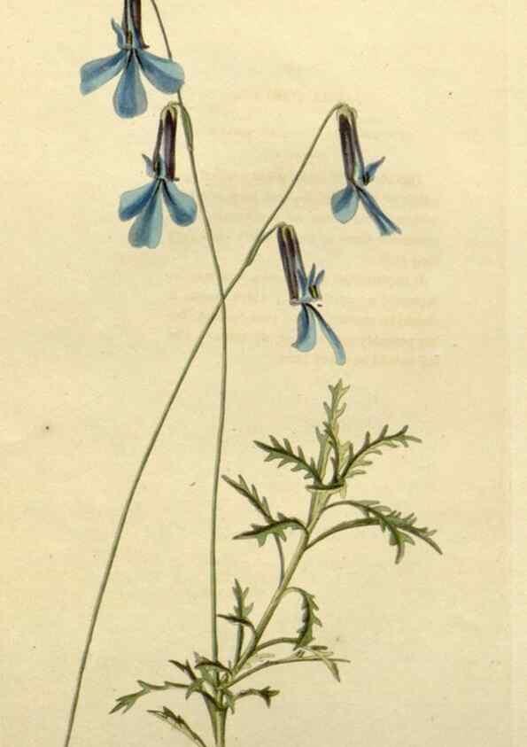 Reproducción/Reproduction 48783098702: The botanical cabinet. London :John & Arthur Arch ...,1817-1833.. 