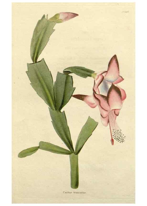 Reproducción/Reproduction 48782566393: The botanical cabinet. London :John & Arthur Arch ...,1817-1833.. 